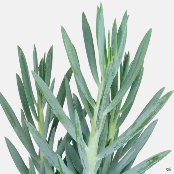 3167-skyscraper-senecio-1.webp Skyscraper Senecio