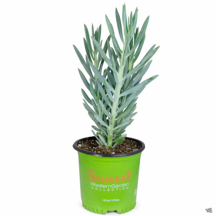 3167-skyscraper-senecio-2.webp Skyscraper Senecio