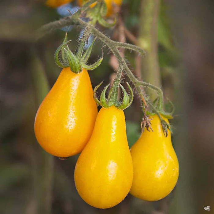 Tomato 'Yellow Pear'
