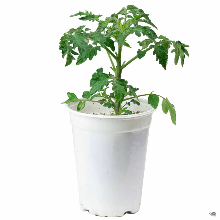 Tomato 'Yellow Pear'