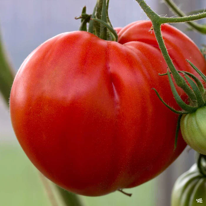 Tomato 'Beef Master'
