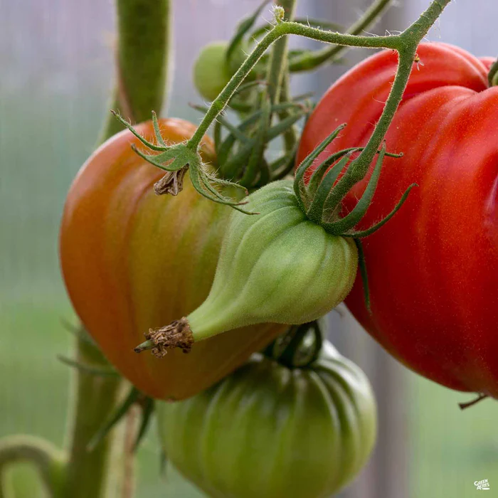 Tomato 'Beef Master'