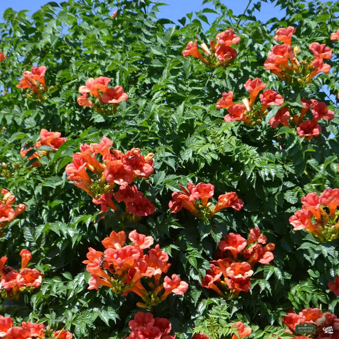Balboa Sunset Trumpet Vine | Monrovia