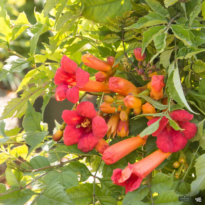 3177-balboa-sunset-trumpet-vine-monrovia-2.webp Balboa Sunset Trumpet Vine | Monrovia