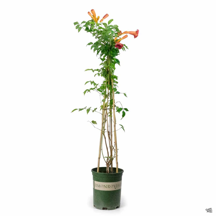 3177-balboa-sunset-trumpet-vine-monrovia-3.webp Balboa Sunset Trumpet Vine | Monrovia
