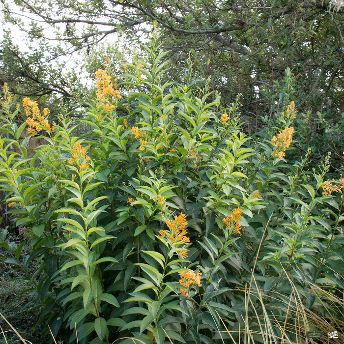 3181-jessamine-orange-peel-monrovia-2.webp Jessamine 'Orange Peel' | Monrovia