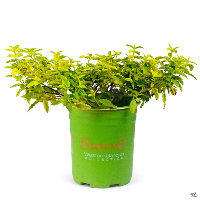 Rockrose ‘Little Miss Sunshine’