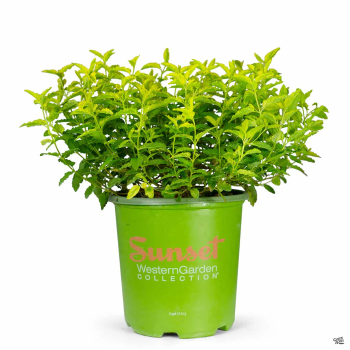 Rockrose ‘Little Miss Sunshine’