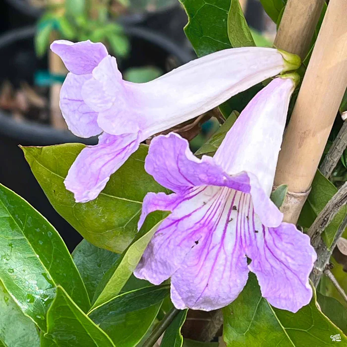 Lavender Trumpet Vine Stake