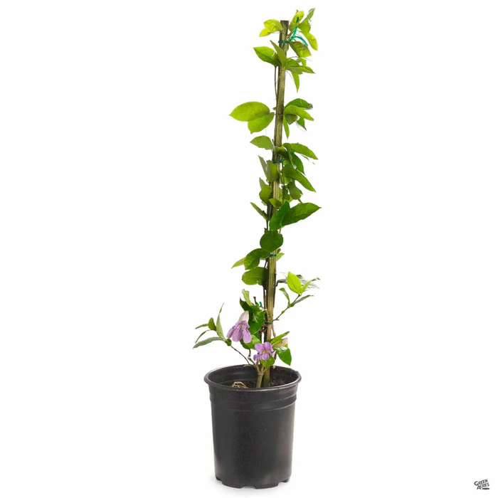 Lavender Trumpet Vine Stake