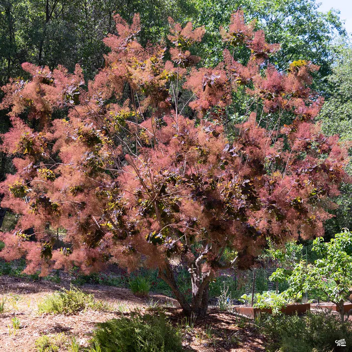 3187-smoke-tree-royal-purple-2.webp Smoke Tree 'Royal Purple'