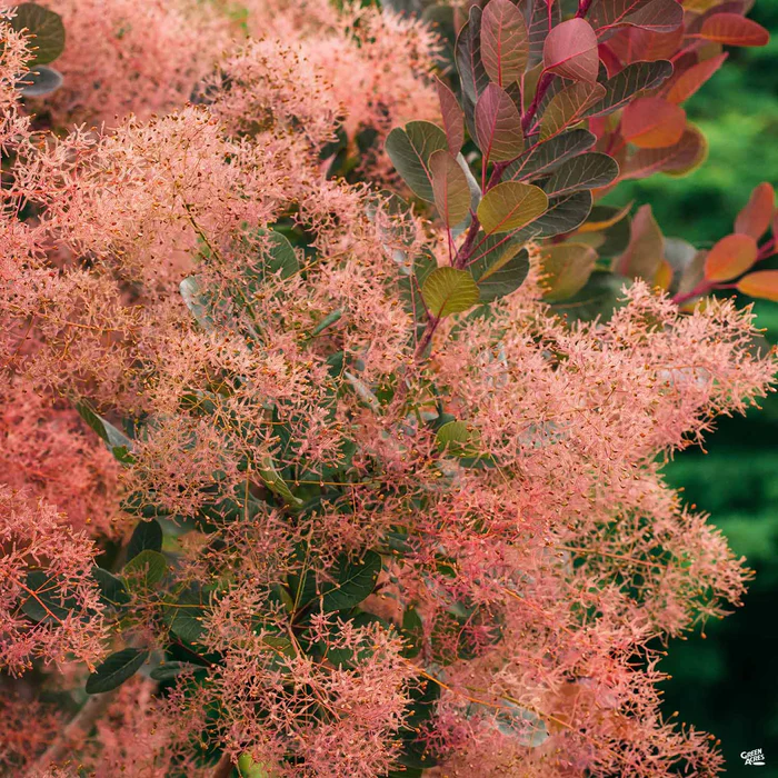 3187-smoke-tree-royal-purple-3.webp Smoke Tree 'Royal Purple'