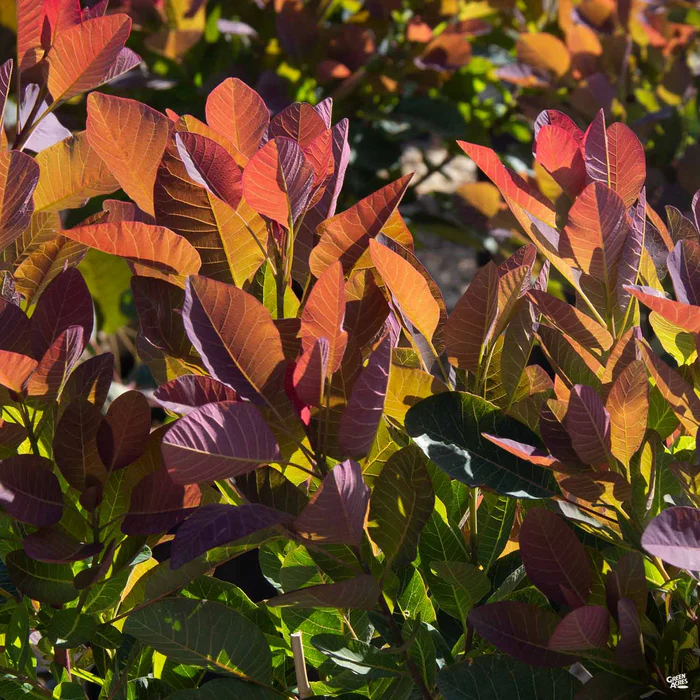 3187-smoke-tree-royal-purple-4.webp Smoke Tree 'Royal Purple'