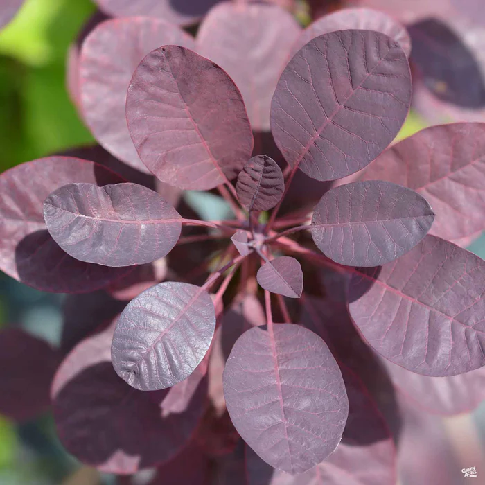 3187-smoke-tree-royal-purple-5.webp Smoke Tree 'Royal Purple'