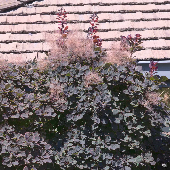 3187-smoke-tree-royal-purple-6.webp Smoke Tree 'Royal Purple'