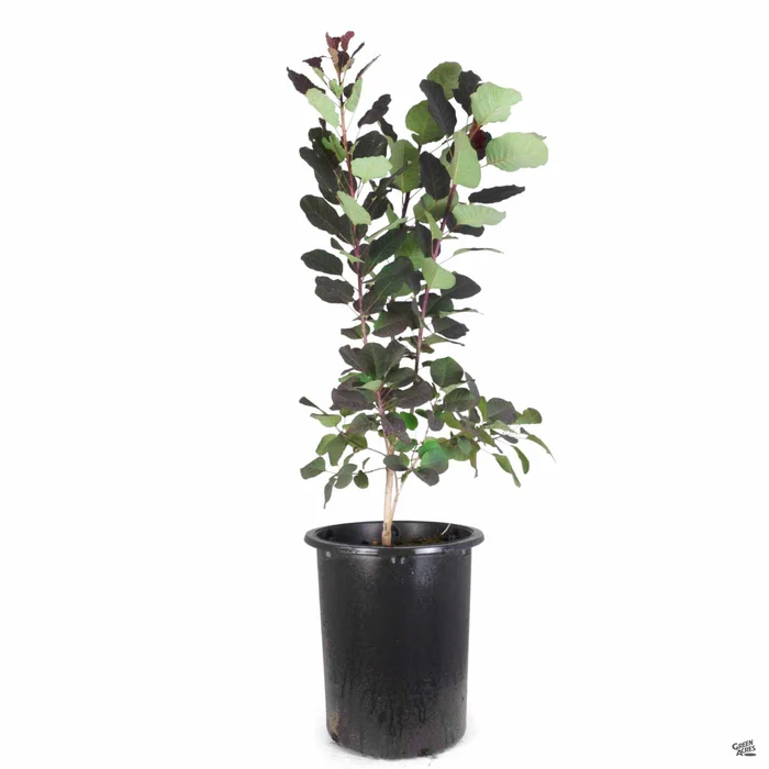 3187-smoke-tree-royal-purple-7.webp Smoke Tree 'Royal Purple'