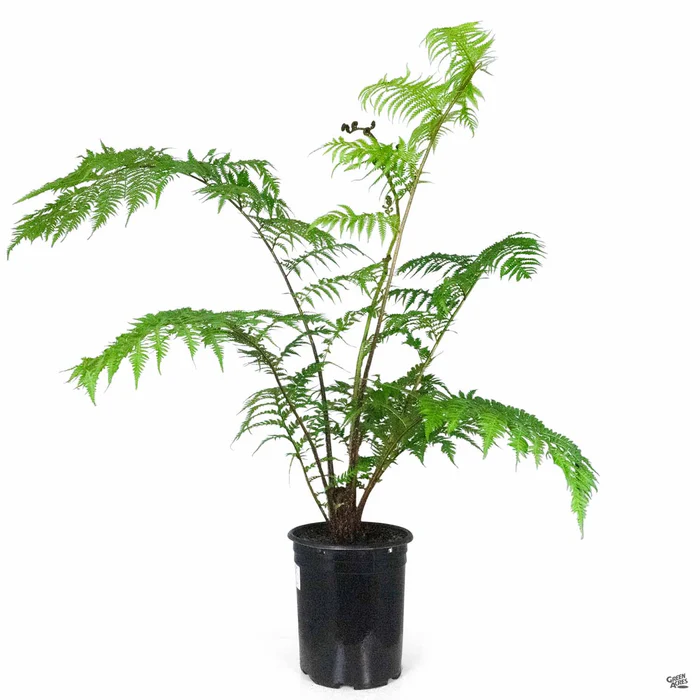 3190-australian-tree-fern-2.webp Australian Tree Fern