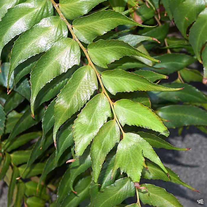 Holly Fern
