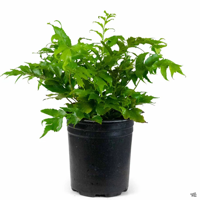 Holly Fern