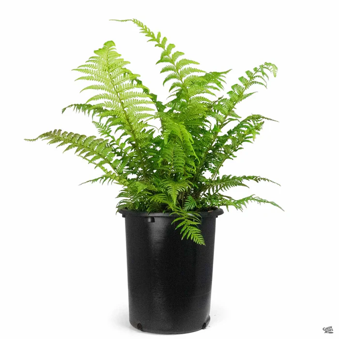 Tasmanian Tree Fern