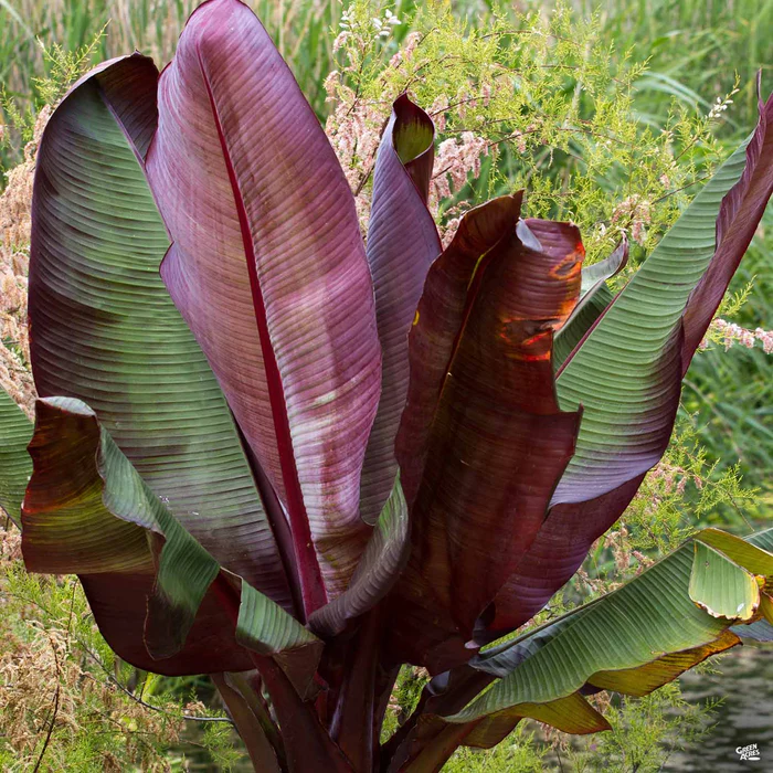 3194-red-abyssinian-banana-1.webp Red Abyssinian Banana