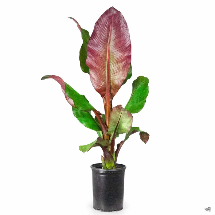 Red Abyssinian Banana