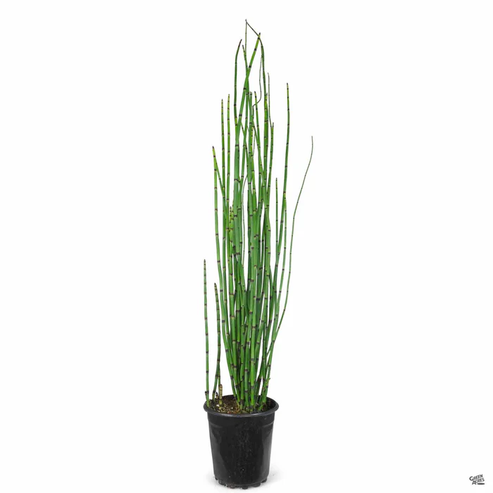 Horsetail Reed