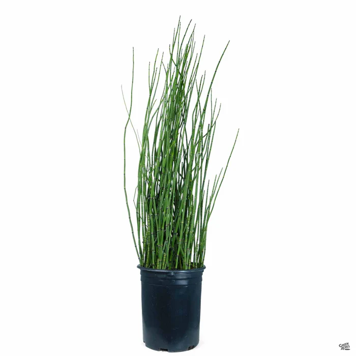 Horsetail Reed