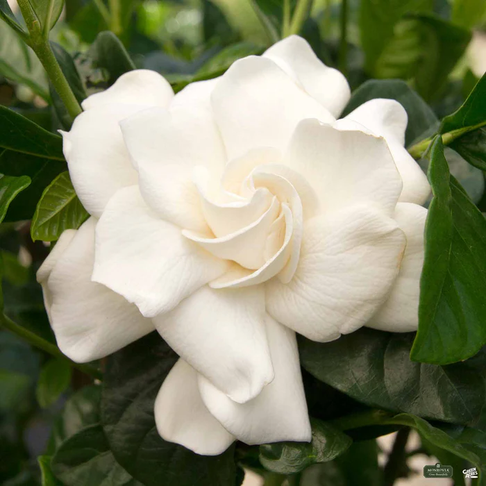Gardenia 'First Love' | Monrovia