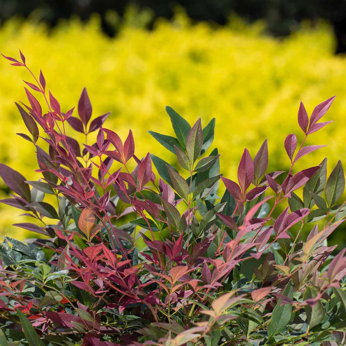 Heavenly Bamboo 'Obsession' | Sunset