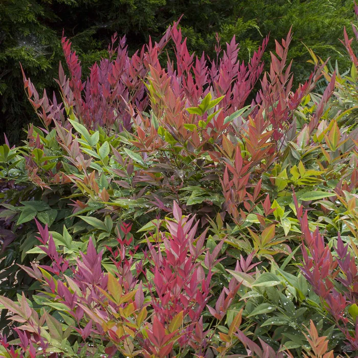 Heavenly Bamboo 'Obsession' | Sunset