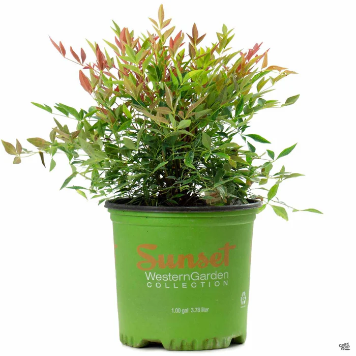 Heavenly Bamboo 'Obsession' | Sunset
