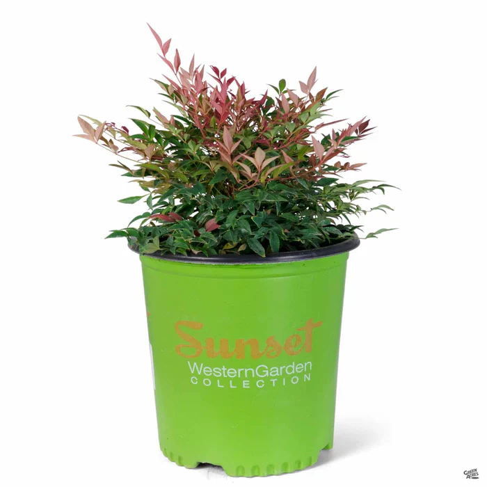 Heavenly Bamboo 'Obsession' | Sunset