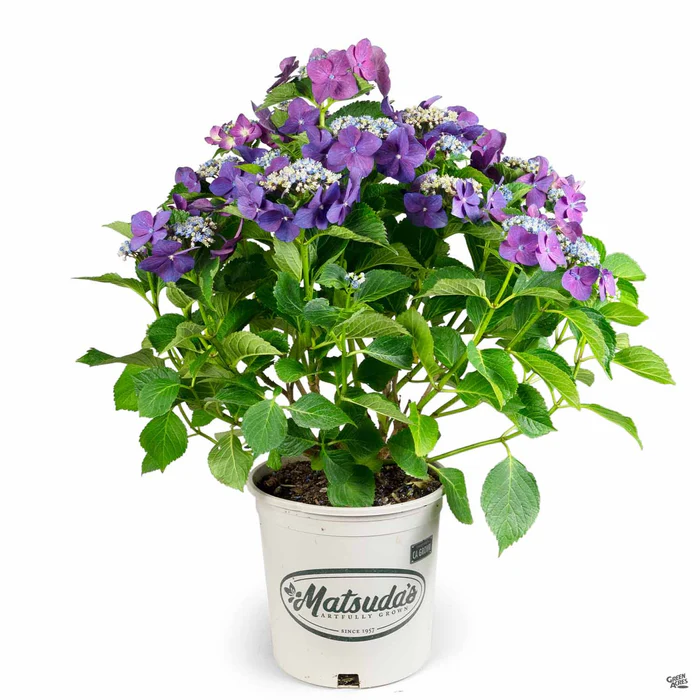 Hydrangea 'Fort Bragg'