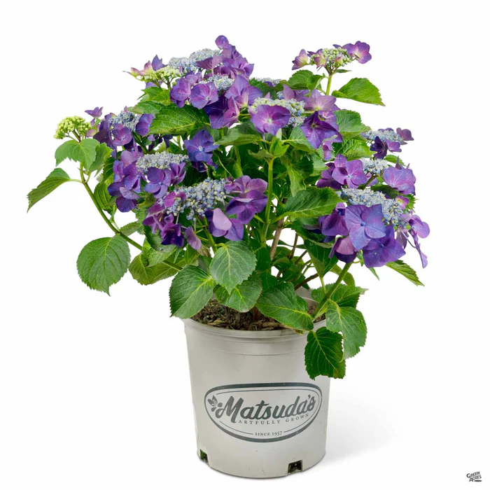 Hydrangea 'Fort Bragg'