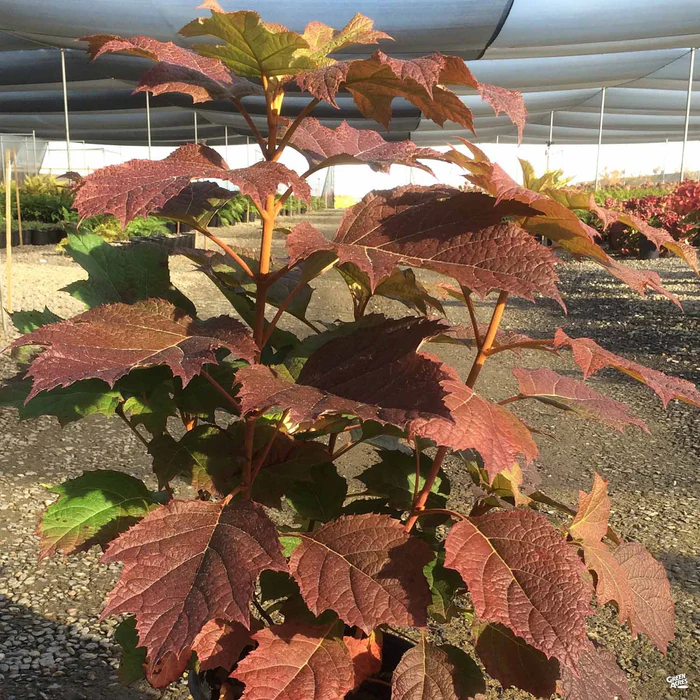 Oakleaf Hydrangea