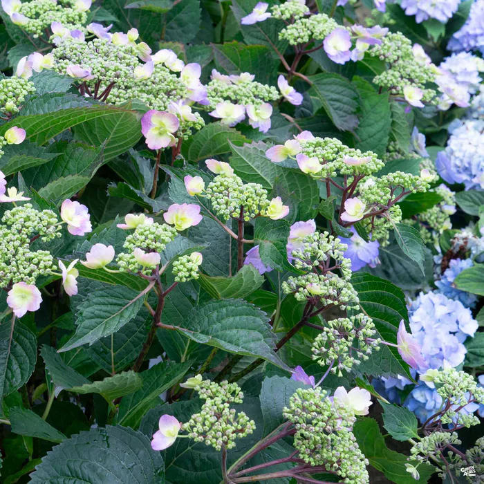 Tuff Stuff Ah-Ha Reblooming Mountain Hydrangea
