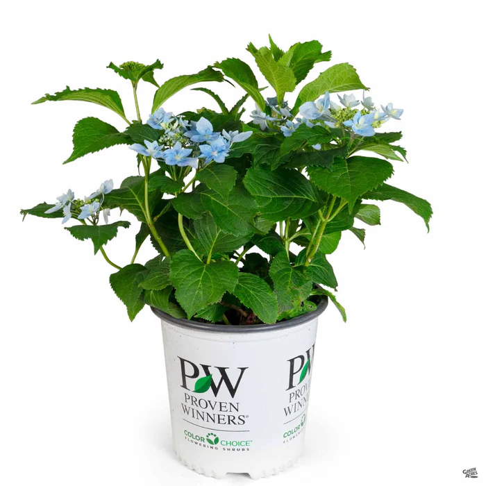 Tuff Stuff Ah-Ha Reblooming Mountain Hydrangea