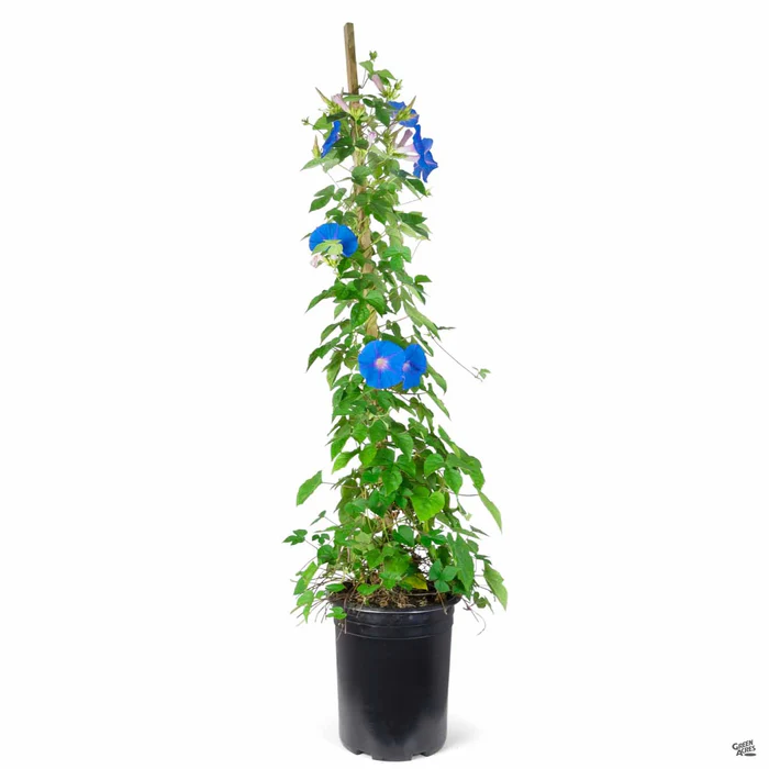 Morning Glory