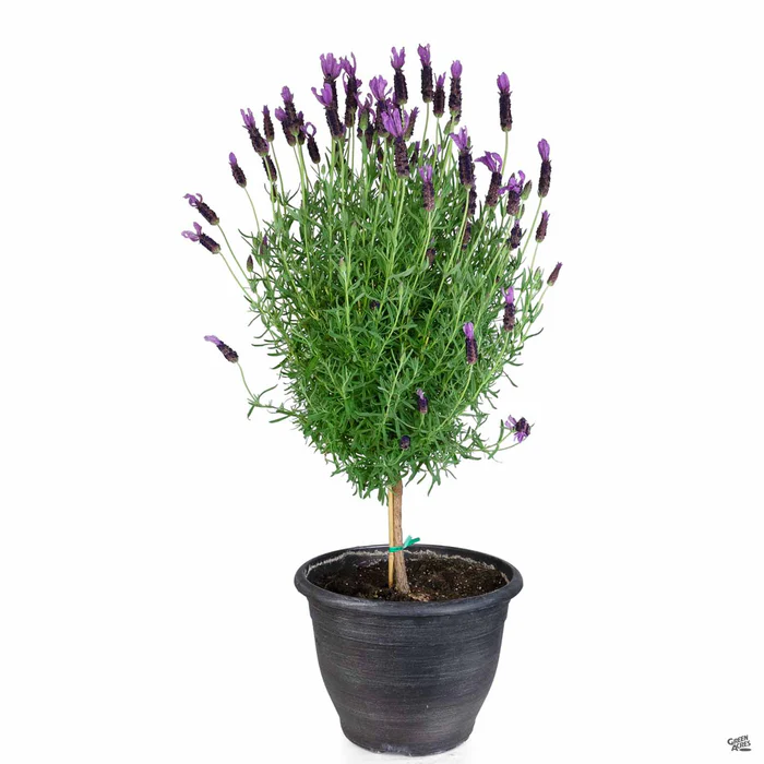 Spanish Lavender Patio Tree