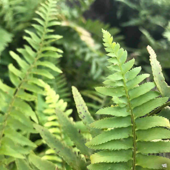 Western Sword Fern