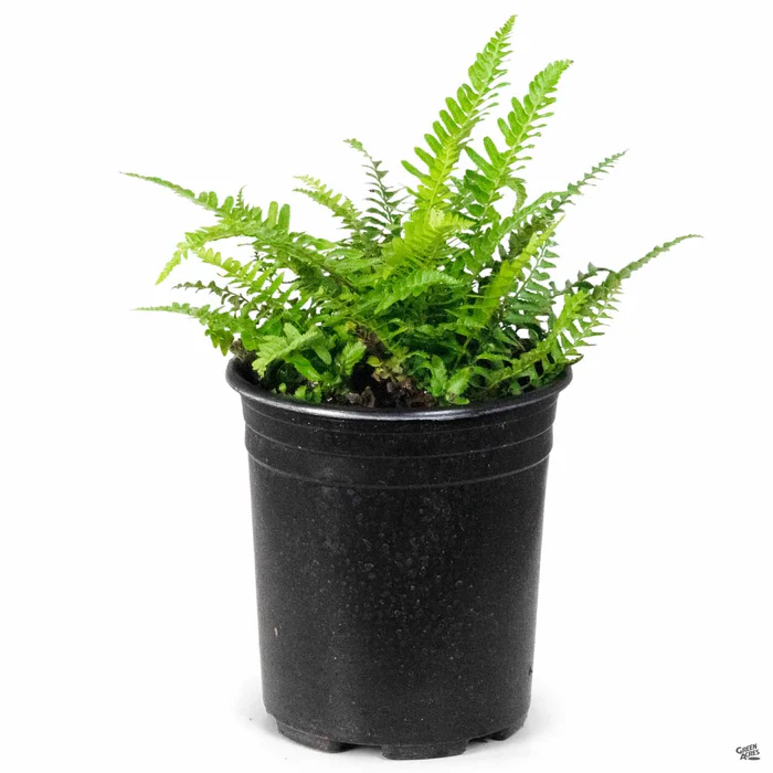 Western Sword Fern
