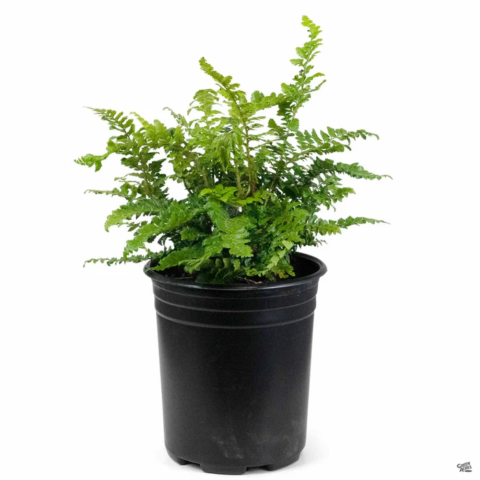 Japanese Tassel Fern
