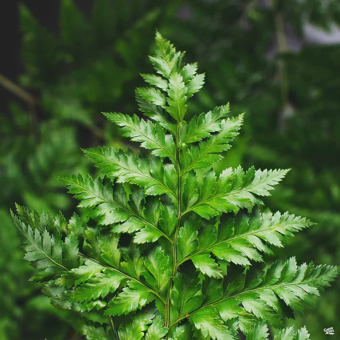 3221-leatherleaf-fern-1.webp Leatherleaf Fern