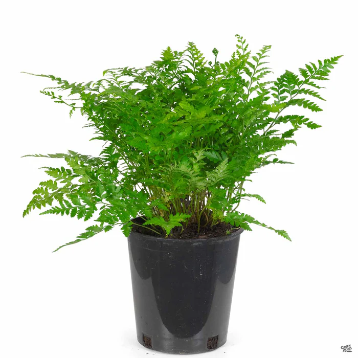 3221-leatherleaf-fern-2.webp Leatherleaf Fern