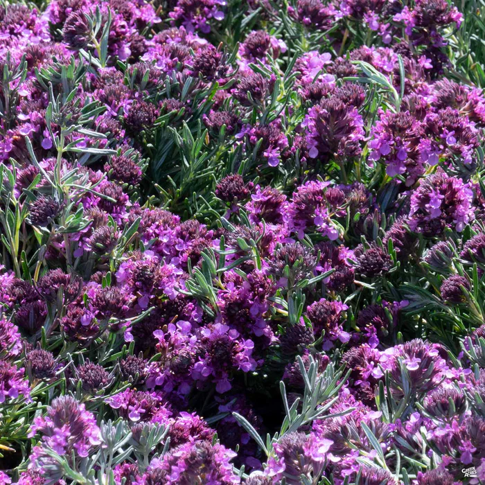 3222-fruity-germander-1.webp Fruity Germander