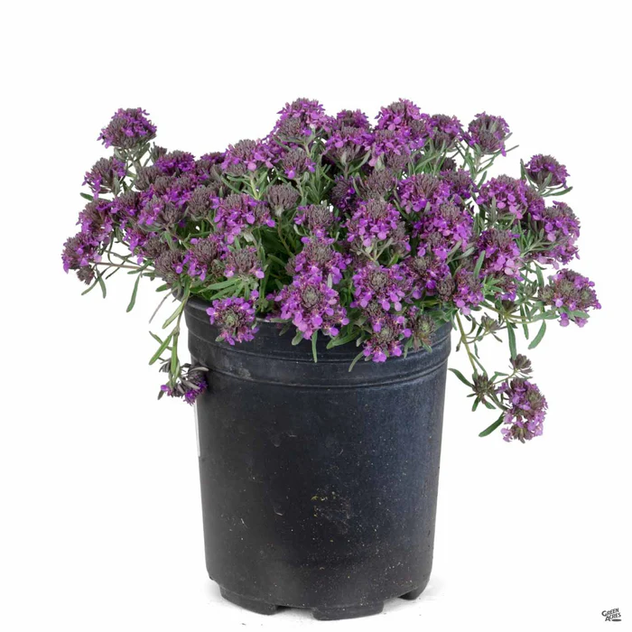 3222-fruity-germander-4.webp Fruity Germander