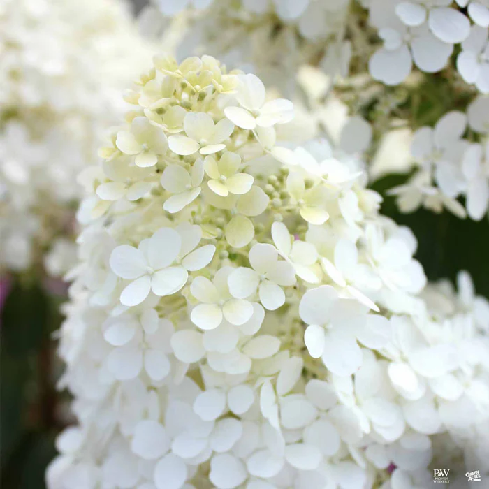 3223-bobo-hydrangea-1.webp Bobo Hydrangea