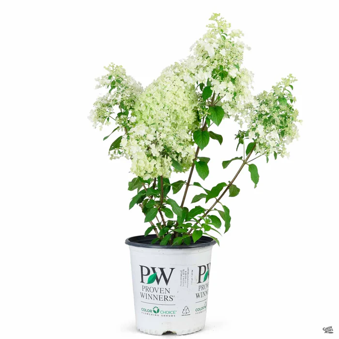 3223-bobo-hydrangea-2.webp Bobo Hydrangea
