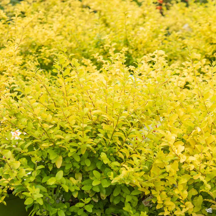 3225-privet-sunshine-1.webp Privet 'Sunshine'